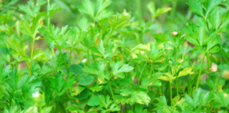 Prezzemolo 744 0 082 Prezzemolo